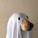 campadventure avatar