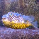 campanulabell avatar