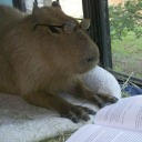 campcapybaras avatar