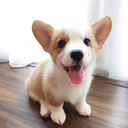 campcorgis avatar