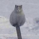 campells-chickensoup avatar