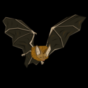 campi-the-bat avatar