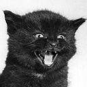 camus-cat-cigarette avatar