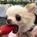 can-u-not-my-wayward-son avatar