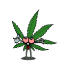 canabuddys-blog avatar