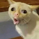 canadian-merp avatar