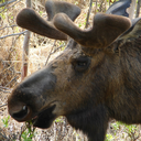 canadianmoose2 avatar