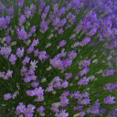 canadianobseesed avatar