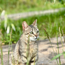 canavaavlandikk avatar