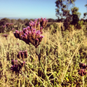 candeycate-blog avatar