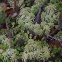 candicecancdicecandice avatar