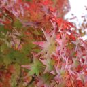 candicecolours avatar