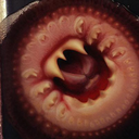 candiruatomico avatar