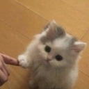 candycatsstuff avatar