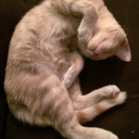 candylandandcookies avatar