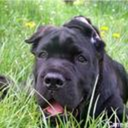 canecorsoro avatar