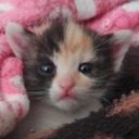 canela-molidita20 avatar