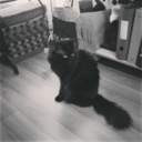 canialsohaveapuppycat avatar