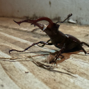 canidae-corvus avatar