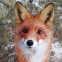 canidgirlfangs avatar