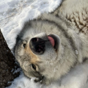 canidtummyaches avatar