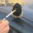 canigetuhhhhhhhhhh avatar