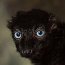 caniiculariis avatar