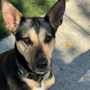 canine-conspiracies avatar