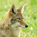 caninefreakkk avatar