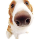 caninehearted avatar