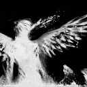 canines-ofthesaviour avatar