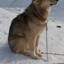 canis-silvestre avatar