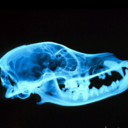 canis-stupendous-blog avatar