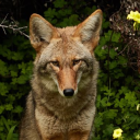 canislatrans-var avatar