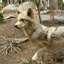 canislatranss avatar