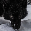 canislupuslatrans avatar