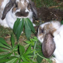 cannabinoids-blog avatar