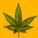 cannabisappreciation420 avatar