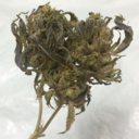 cannabisclothingculture avatar