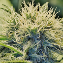 cannabisgrowerblog avatar