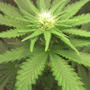 cannabologist avatar