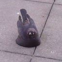 canned--ravioli avatar