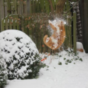 cannedmagnificence avatar