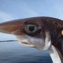 cannibal-rights-2024 avatar