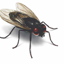 cannibalisedbob avatar