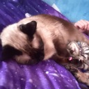 cannibalistic-cat avatar