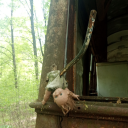 cannibalmoons avatar