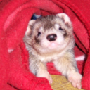 cannonball-the-ferret avatar