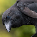 canonicalcrow avatar