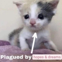 cant-catch-sea-turtles avatar